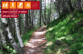 Il bosco dell&#039;Abetone